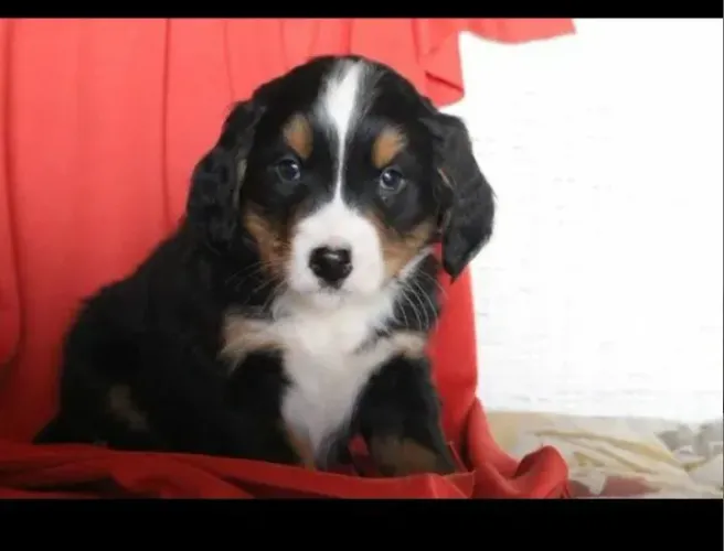 Bernese - Filhote Top 