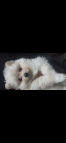 Filhote Lulu da Pomerania | Spitz alemão