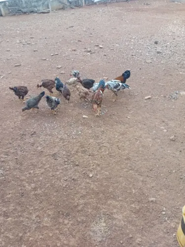 Frangos