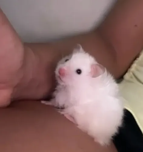 Vendo hamster sírio  e gaiola 