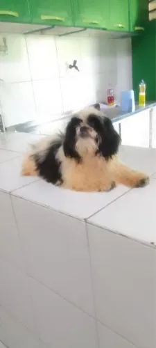 SHITZU MACHO 6 meses