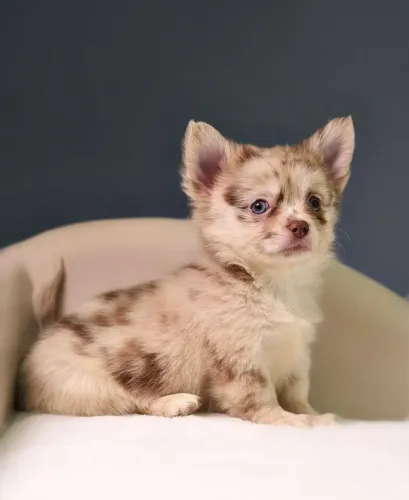 Chihuahua Pelo Longo Exótico!! Entrega Imediata.