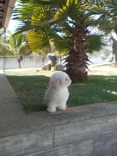 Poodle toy miniatura 