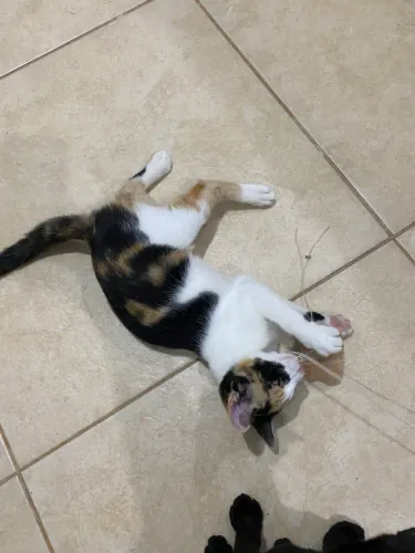 Doação Responsável