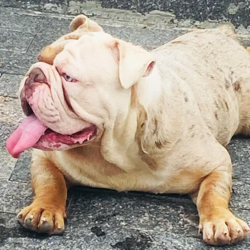 Bulldog inglês