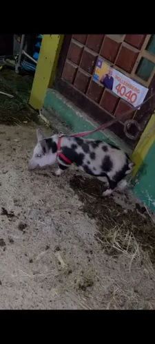 Mini porco 