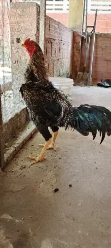 Frango Pedrez
