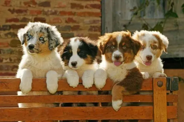 Filhote de Border Collie o parceiro inteligente que aprende com facilidade