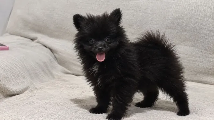 Lulu da Pomerânia fêmea Black ananzinha disponível