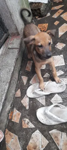 (Vira-lata) Doação de Filhote de Cachorro (Macho)