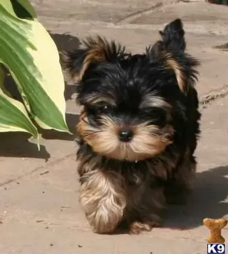 Filhote Yorkshire Terrier, Cãopanheiros prontos para te encher de alegria!