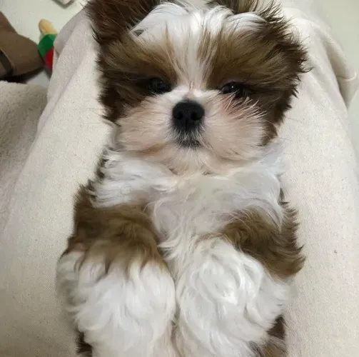 Shih tzu puro disponivel