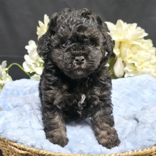 Poodle Toy | Muito amor em quatro patinhas 