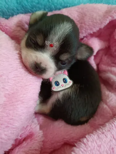 Chihuahua fêmea com pedigree, Linhagem importada em 10x no cartão.