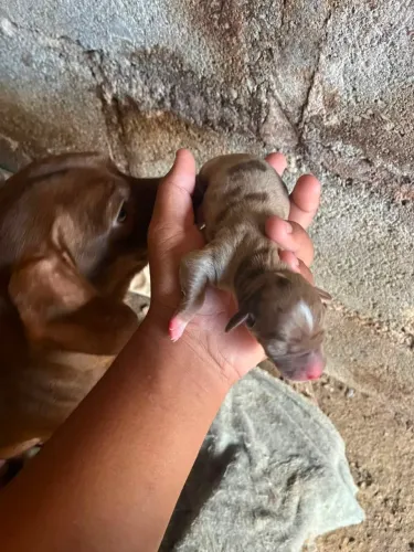 Filhote disponível de basset 
