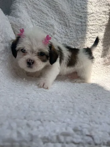 Filhote de shih tzu fofura e carinho em cada patinha