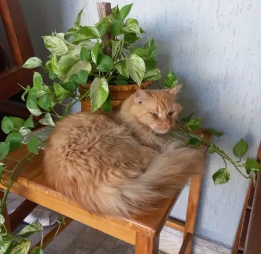 Gato laranja peludo SUMIU