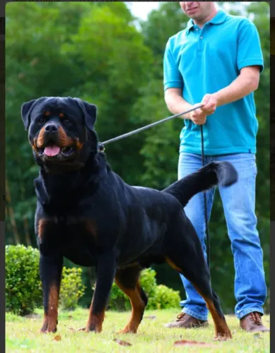 Filhotes A Venda Com Pedigree