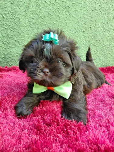 Filhote Shih-tzu macho