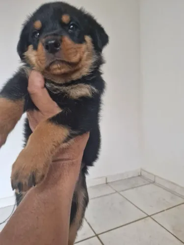 Rottweiler