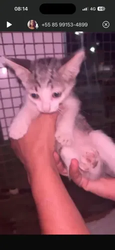 Gatinhos filhotes