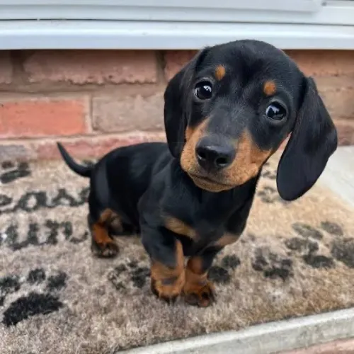 Dachshund puríssima fêmea teckel mini vermifugada 