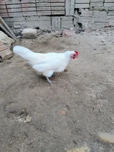 Galo/Galinha