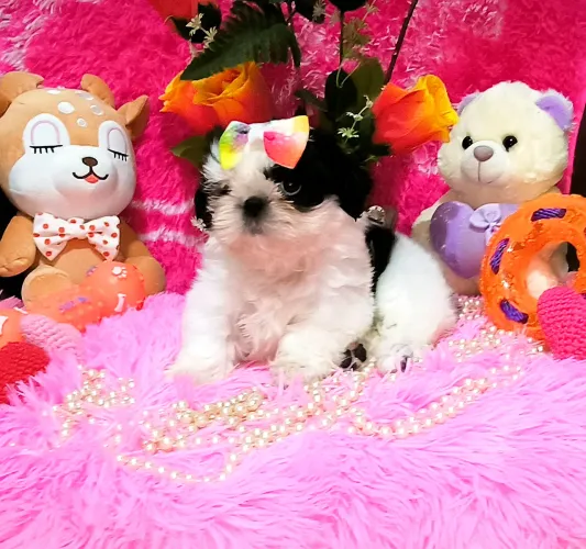 Shih Tzu mini fêmea 