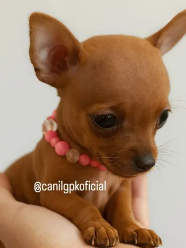 Pinscher zero miniatura!