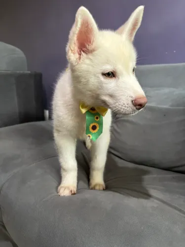 Filhote de husky