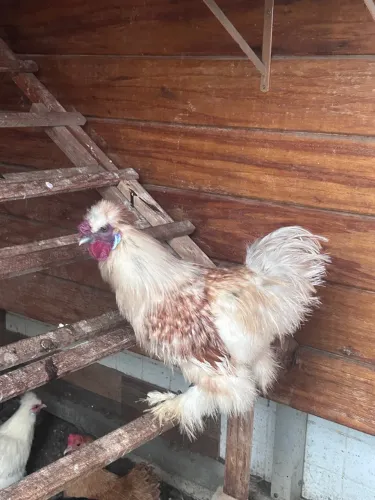 Galo sedosa  do Japão 