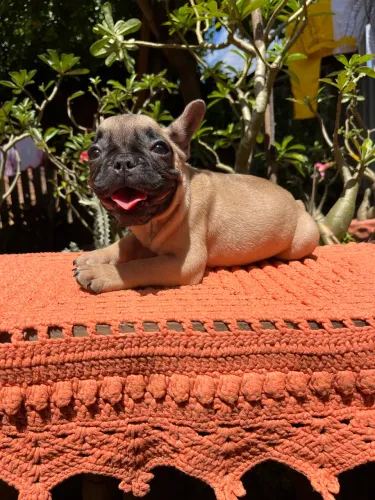 Filhote Bulldog Francês Fêmea