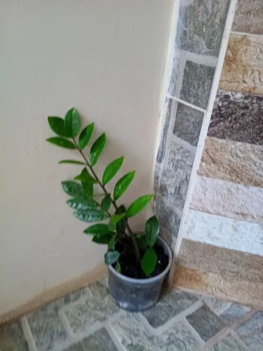 Planta ornamental zamioculca verde folhas perfeitas pronta pra transferir pra o vaso