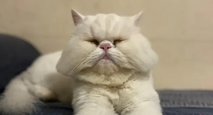 Gato persa branco doação