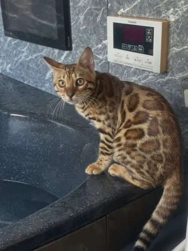 Bengal Cat Macho 