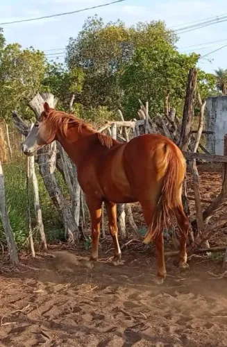 Vendo potra quarto de milha, com 3 anos, filha do Royal Quick Dash