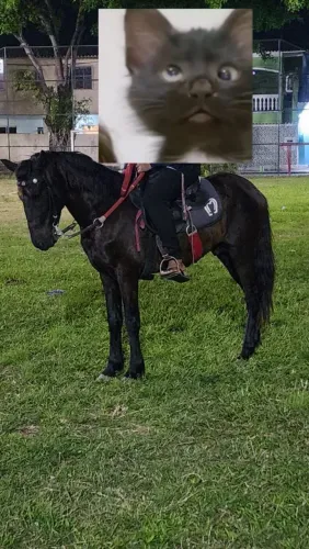 Cavalo bom trote e guinilha