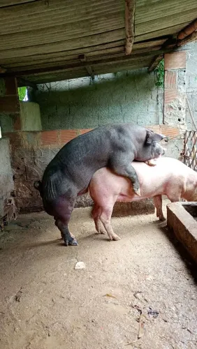 Vendo um lindo porco reprodutor Pietra belga com seis meses