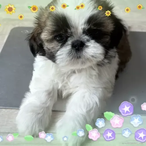 Filhotinhos brincalhões Shih Tzu/ Shitzu de pelo liso macho e fêmea vacinados SP