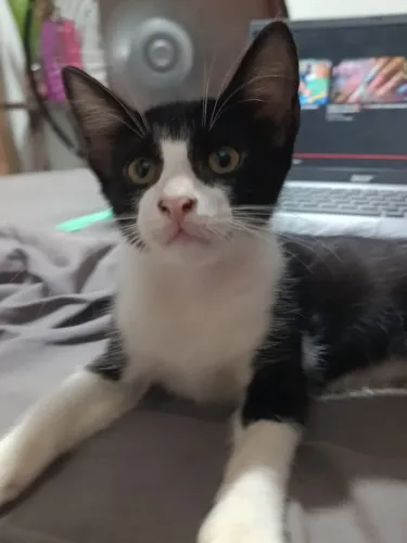 Gatinho filhote disponível.