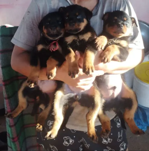 Cachorro contato. Zap * passo no cartão em até 2 vezes