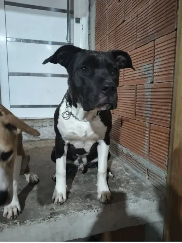 Doação American staffordshire terrier