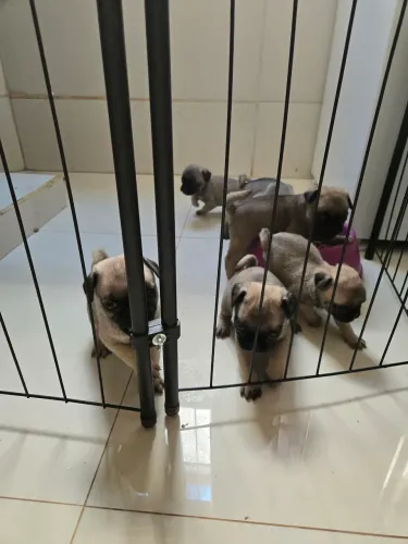 Filhotes Pug