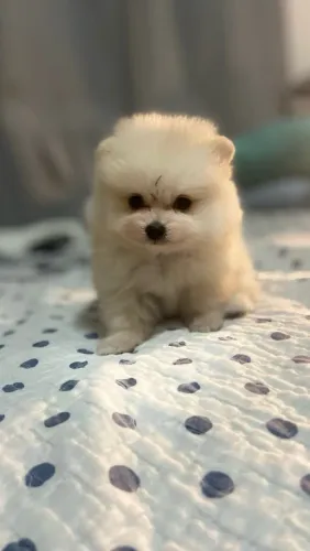 Spitz alemão fêmea