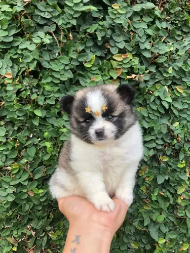 Cachorro Lulu da pomerania 