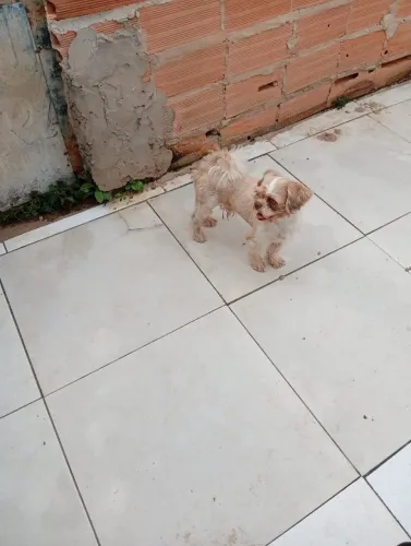 Vendo Shiatzu macho adulto