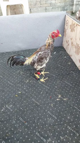 Vendo 2 frango ótima genética