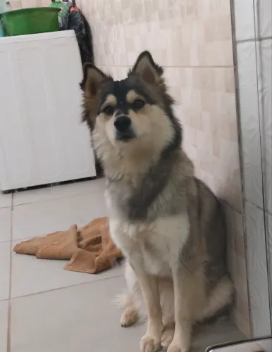 Doa - se cadela 