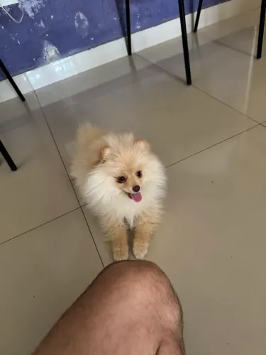 Filhote Spitz Alemão (Lulu da pomerânia)