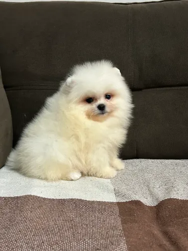 Lulu da Pomerânia